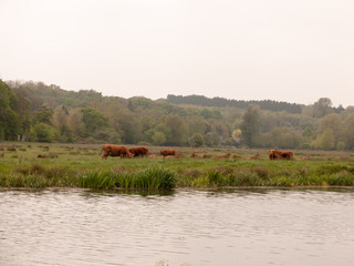 Obraz na płótnie Canvas some lovely brown cow bullocks outside and across the river grazing in spring light cloud