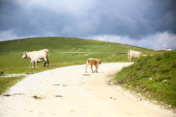 lessinia alps in veneto