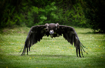 Geier Geisterflug