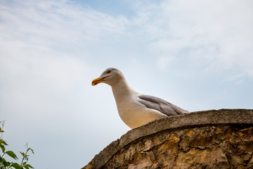 Mouette sur un mur de Porto Santo Stefano en Toscane