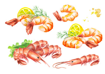 Shrimp compositions set. Watercolor