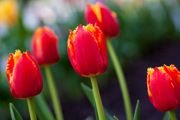Fototapeta premium Horizontal Abstract background. Beautiful red tulips. Flowerbackground, gardenflowers. Garden flowers