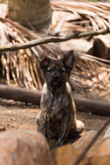 Vietnam Puppy tongue 