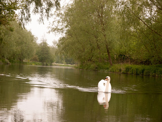 swan swimming down a lake in spring