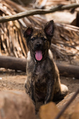 Vietnam Puppy tongue 