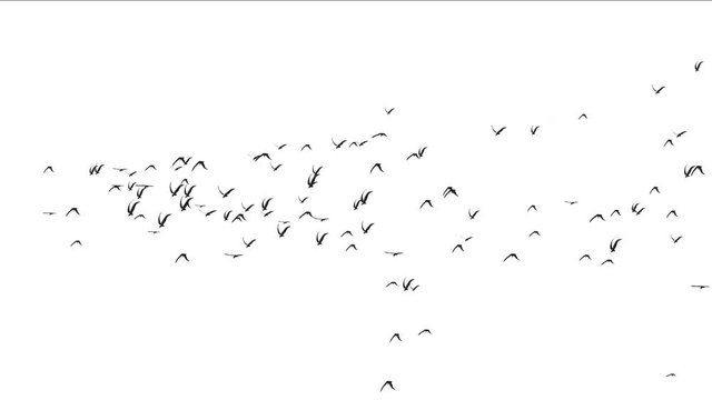 4k flock of pigeons birds fly over,migratory birds animal background.