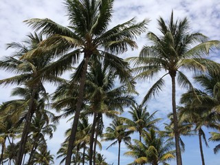 Fototapeta na wymiar Palm trees againg blue clouded summer sky