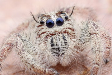 Super macro female Hyllus diardi or Jumping spider on  leaf