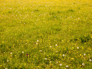 Obraz premium a lovely background of a meadow with buttercups lush grass and dandelion heads in spring field