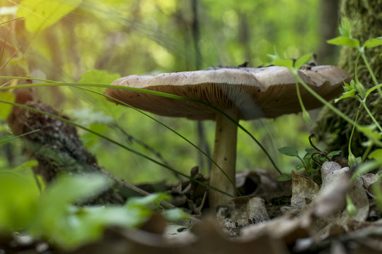 Mushroom in the spring forest