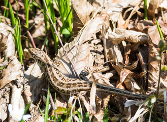 Sand lizard hiding between withered leaves