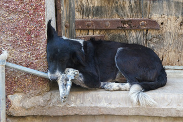 Straßenhund schläft in Türschwelle