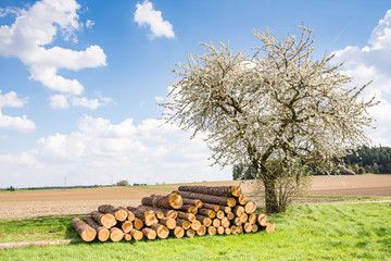 Meadow with a flowering fruit tree