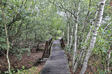 Another view of wooden path