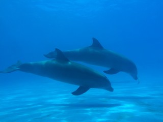 Naklejka premium Two dolphins swimming underwater