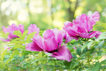 Obraz premium Paeonia suffruticosa pink flower