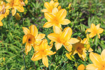Bush of lily flowers