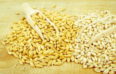 Barley grain or seeds and pearl barley.