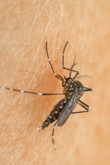 Macro of mosquito (Aedes aegypti) sucking blood