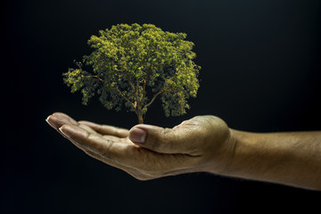 Hand holding a tree