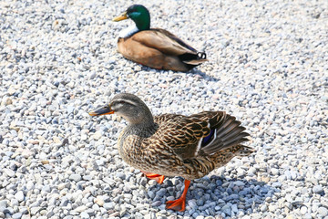 mallard