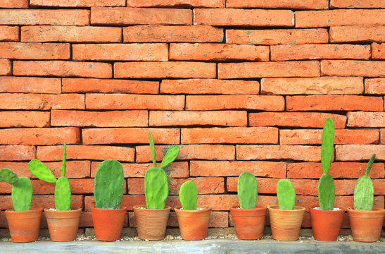 cactus in flowerpot on classic orange brick wall for home interior and exterior decor or modern architector background with copy space