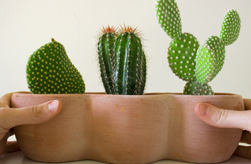 cactus