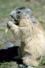 Naklejka na ściany i meble Marmot standing and eating, in Savoy, France