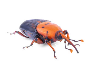 The red palm weevil, Rhynchophorus ferrugineus, is a species of snout beetle also known as the Asian palm weevil or sago palm weevil