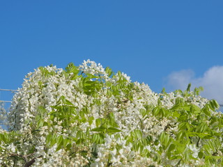 青空と満開の藤