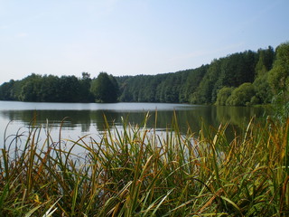 forest Lake