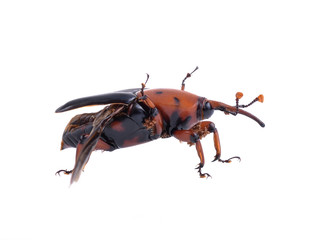  sago beetle on white background