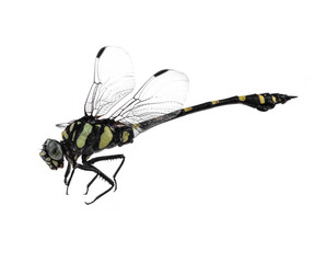 Dragonfly isolated on white background.