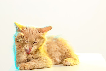 Naklejka premium The cat on white background