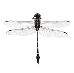 dragonfly isolate on white