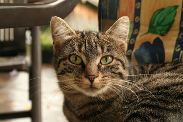 Aufmerskame Katze