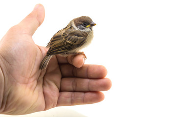 House sparrow on hand isolated on white background