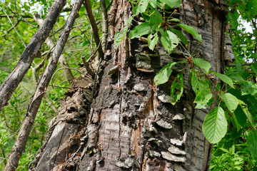 Tree trunk