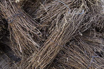Branches of vines