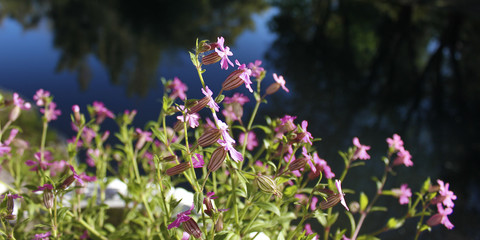 Pink flowers on background of river