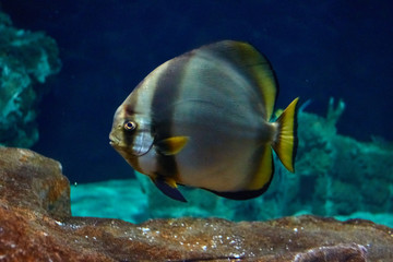Fototapeta na wymiar Colorful tropical stripes fish underwater