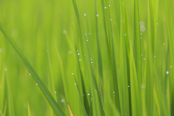 Fototapeta na wymiar Fresh close-up rain water drops or dew drops on green rice leaf with morning light in rice field.