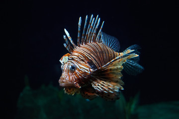 Fototapeta na wymiar Fish lion close-up under water