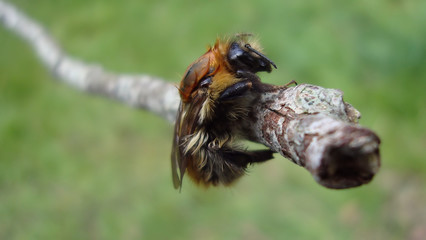 Bee