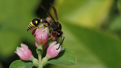 Wasp