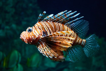 Fish lion close-up under water