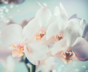 Naklejka na ściany i meble Pretty white orchid flowers, close up, pastel color