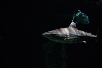 A shark floating along the seabed in dark waters.