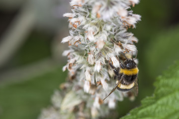 Hummel