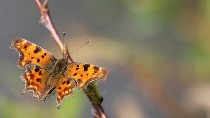 Obraz premium Polygonia c-album